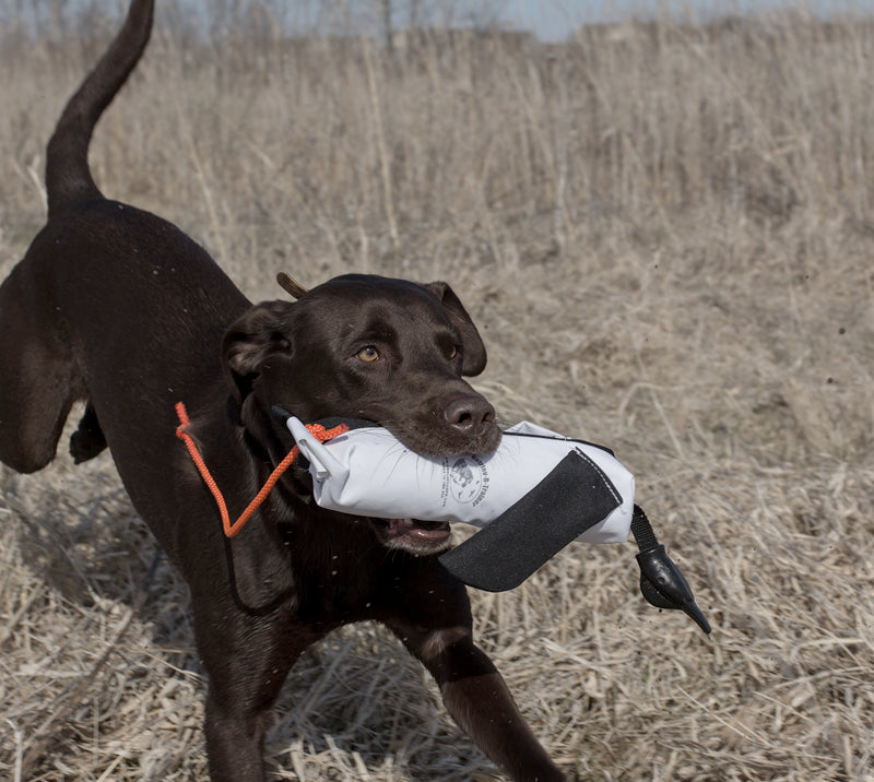 Dog Training Bird Tether for Launcher